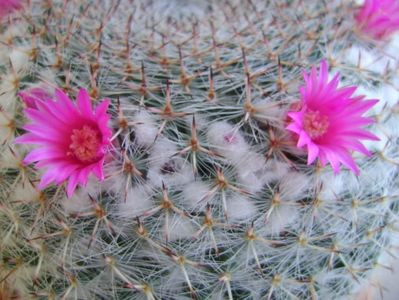 Mammillaria hahniana