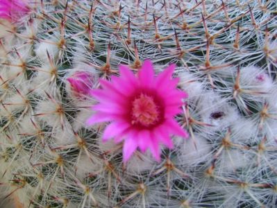 Mammillaria hahniana