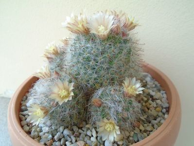 Mammillaria bocasana