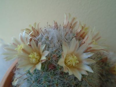 Mammillaria bocasana