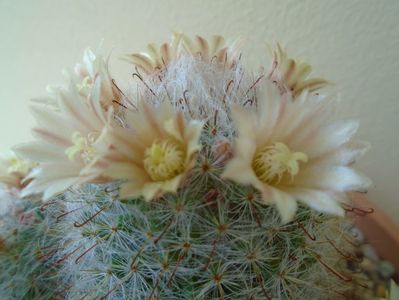 Mammillaria bocasana