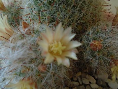 Mammillaria bocasana