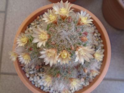 Mammillaria bocasana