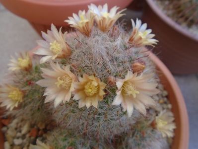 Mammillaria bocasana