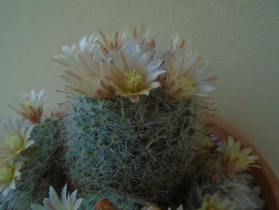 Mammillaria bocasana