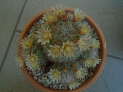 Mammillaria bocasana