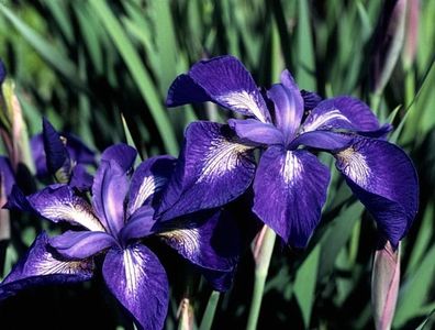 Iris Sibirica Nagareboshi