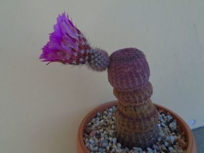 Echinocereus rigidissimus ssp. rubispinus