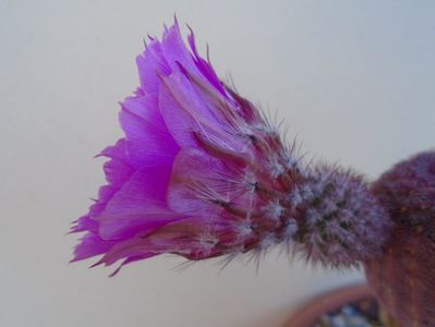 Echinocereus rigidissimus ssp. rubispinus