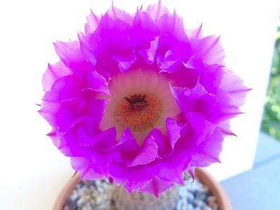 Echinocereus rigidissimus ssp. rubispinus