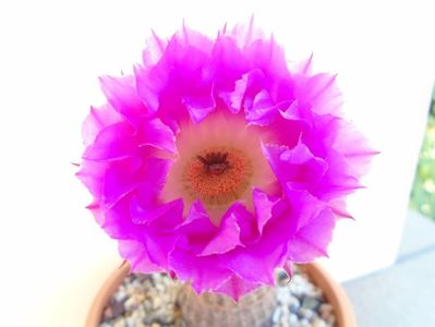 Echinocereus rigidissimus ssp. rubispinus