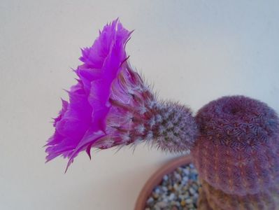 Echinocereus rigidissimus ssp. rubispinus