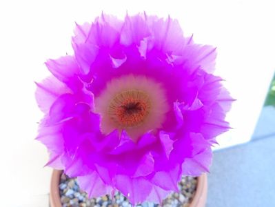 Echinocereus rigidissimus ssp. rubispinus