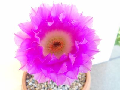 Echinocereus rigidissimus ssp. rubispinus