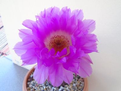 Echinocereus rigidissimus ssp. rubispinus