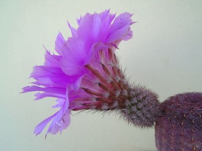 Echinocereus rigidissimus ssp. rubispinus