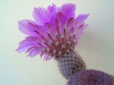 Echinocereus rigidissimus ssp. rubispinus