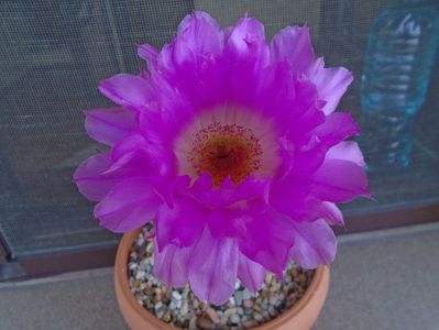 Echinocereus rigidissimus ssp. rubispinus