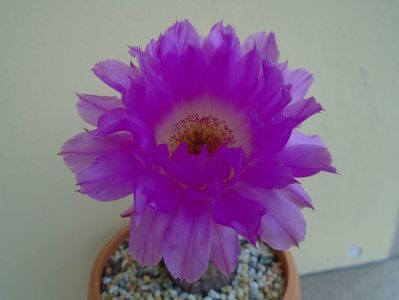 Echinocereus rigidissimus ssp. rubispinus