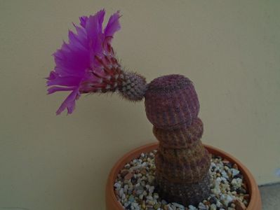 Echinocereus rigidissimus ssp. rubispinus