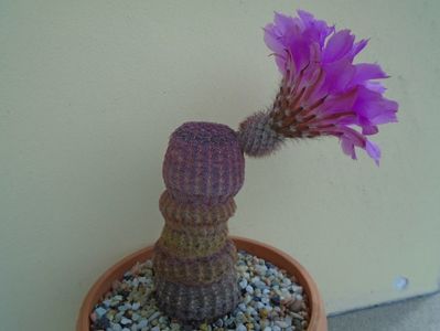 Echinocereus rigidissimus ssp. rubispinus