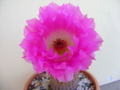 Echinocereus rigidissimus ssp. rubispinus