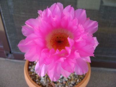 Echinocereus rigidissimus ssp. rubispinus