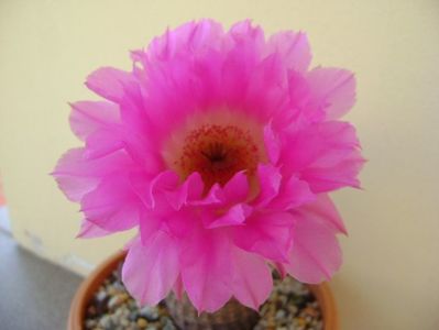 Echinocereus rigidissimus ssp. rubispinus