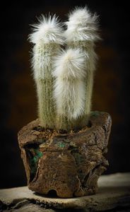 Mark Follon: Cleistocactus straussi