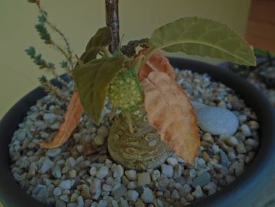 Dorstenia foetida