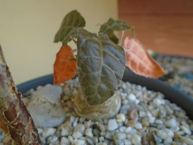 Dorstenia foetida