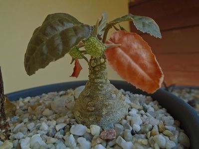 Dorstenia foetida