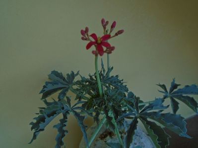 Jatropha berlandieri