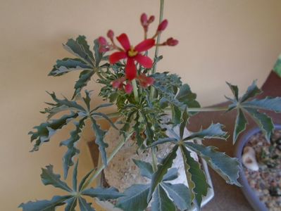 Jatropha berlandieri