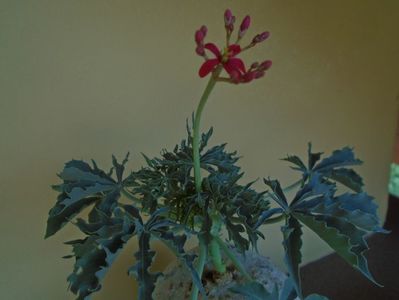 Jatropha berlandieri