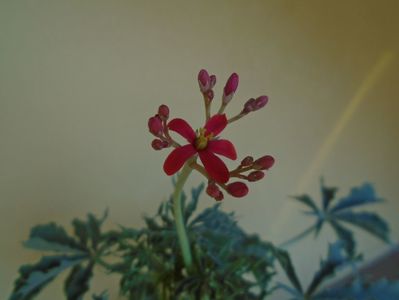 Jatropha berlandieri