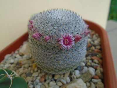 Mammillaria perbella cv. superfina