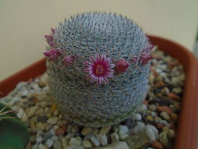 Mammillaria perbella cv. superfina