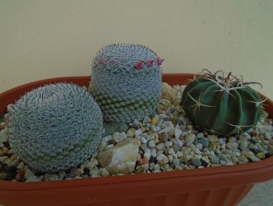 Mammillaria perbella cv. superfina & Echinocactus (Homalocephala) texensis