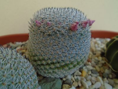 Mammillaria perbella cv. superfina