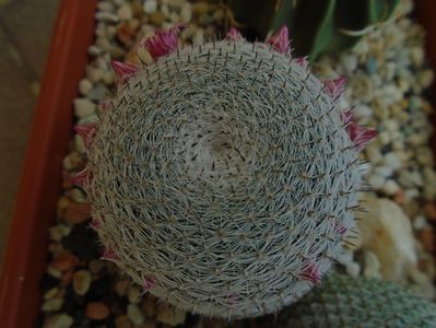 Mammillaria perbella cv. superfina