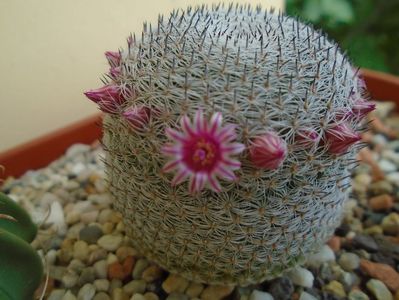 Mammillaria perbella cv. superfina