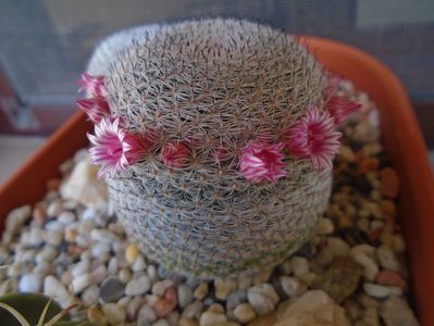 Mammillaria perbella cv. superfina