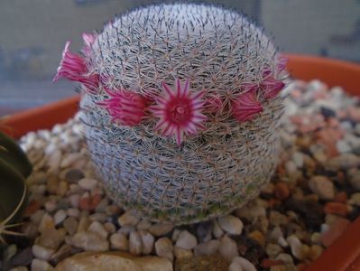 Mammillaria perbella cv. superfina