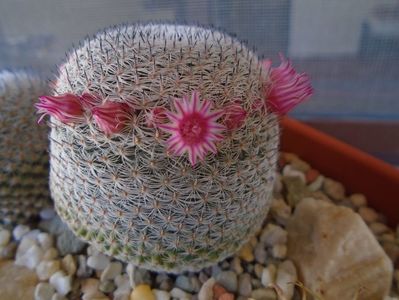 Mammillaria perbella cv. superfina