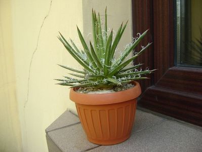 Agave x. leopoldii (A. filifera and A. filifera ssp. schidigiera)