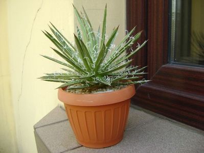 Agave x. leopoldii (A. filifera and A. filifera ssp. schidigiera)