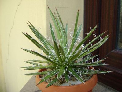 Agave x. leopoldii (A. filifera and A. filifera ssp. schidigiera)