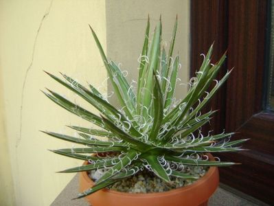 Agave x. leopoldii (A. filifera and A. filifera ssp. schidigiera)