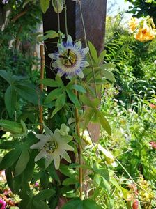 Passiflora